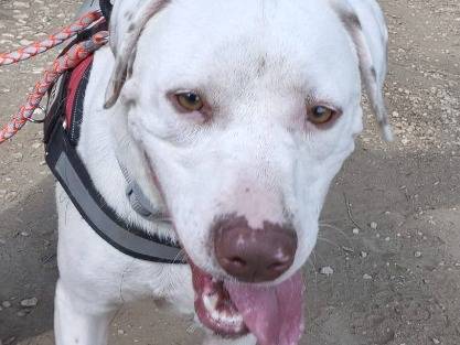 Adotta un cane, taglia piccola, maschio, Napoli