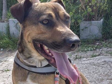 Adozione cane, maschio, Razza sconosciuta Razza sconosciuta, 1 anno e 9 mesi, taglia piccola, Napoli