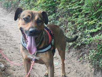Adotta un cane, taglia piccola, maschio, Napoli