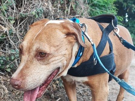 Adotta un cane, femmina, 3 anni e 9 mesi, Napoli