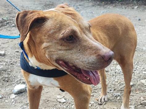 Adotta un cane, taglia piccola, femmina, Napoli