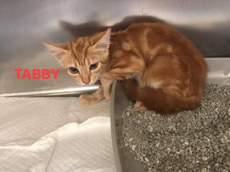 Adozione gatto, maschio, Razza sconosciuta Razza sconosciuta, 3 mesi, taglia non valida, Latina