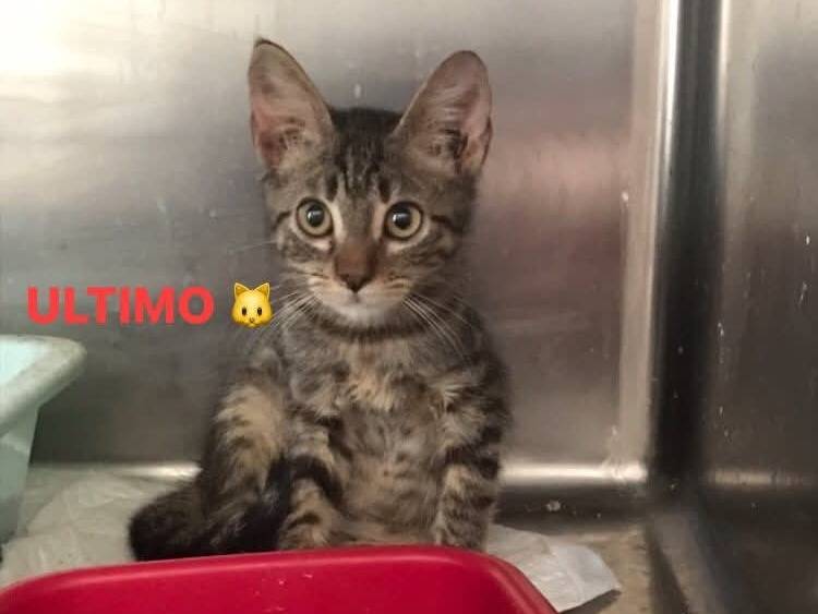 Adozione gatto, maschio, Razza sconosciuta Razza sconosciuta, 3 mesi, taglia non valida, Latina