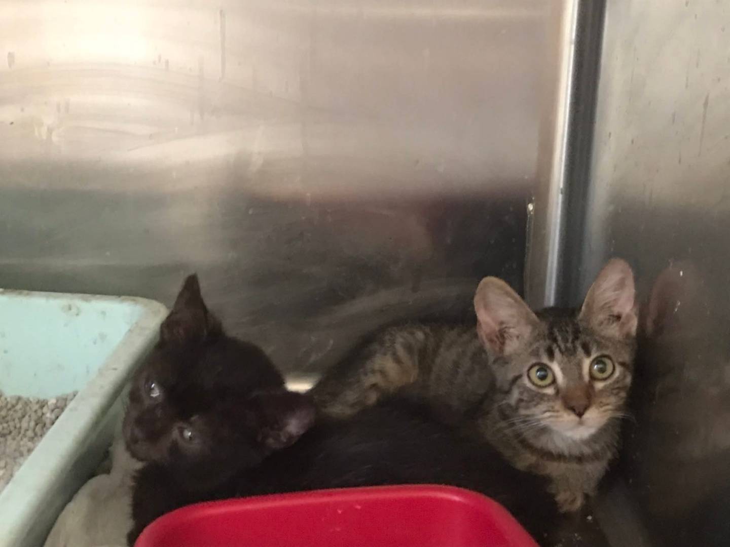Adotta un gatto, maschio, 3 mesi, Latina