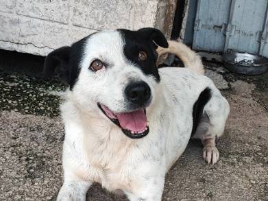 Adozione cane, maschio, Razza sconosciuta Razza sconosciuta, 7 anni e 9 mesi, taglia piccola, Napoli
