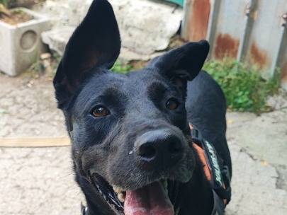 Adozione cane, femmina, Razza sconosciuta Razza sconosciuta, 4 anni e 9 mesi, taglia piccola, Napoli