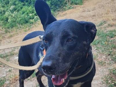 Adotta un cane, taglia piccola, femmina, Napoli