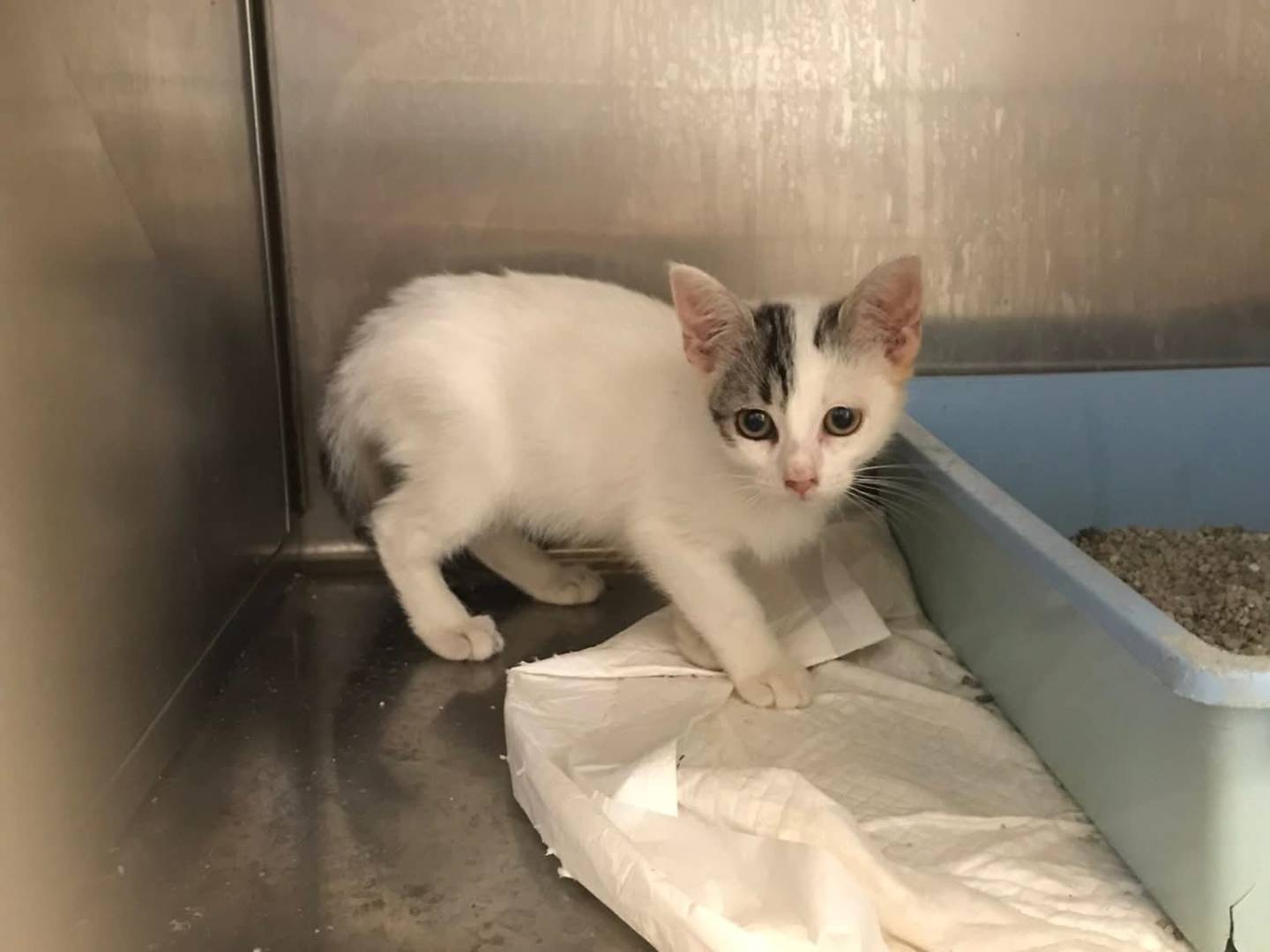 Adotta un gatto, taglia non valida, femmina, Latina
