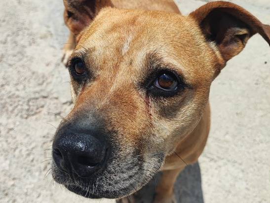 Adozione cane, femmina, Razza sconosciuta Razza sconosciuta, 9 anni e 9 mesi, taglia piccola, Napoli