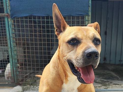 Adotta un cane, femmina, 9 anni e 9 mesi, Napoli