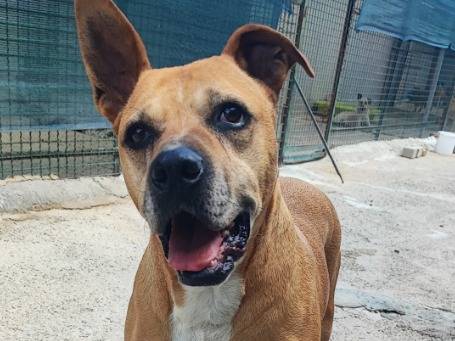 Adotta un cane, taglia piccola, femmina, Napoli