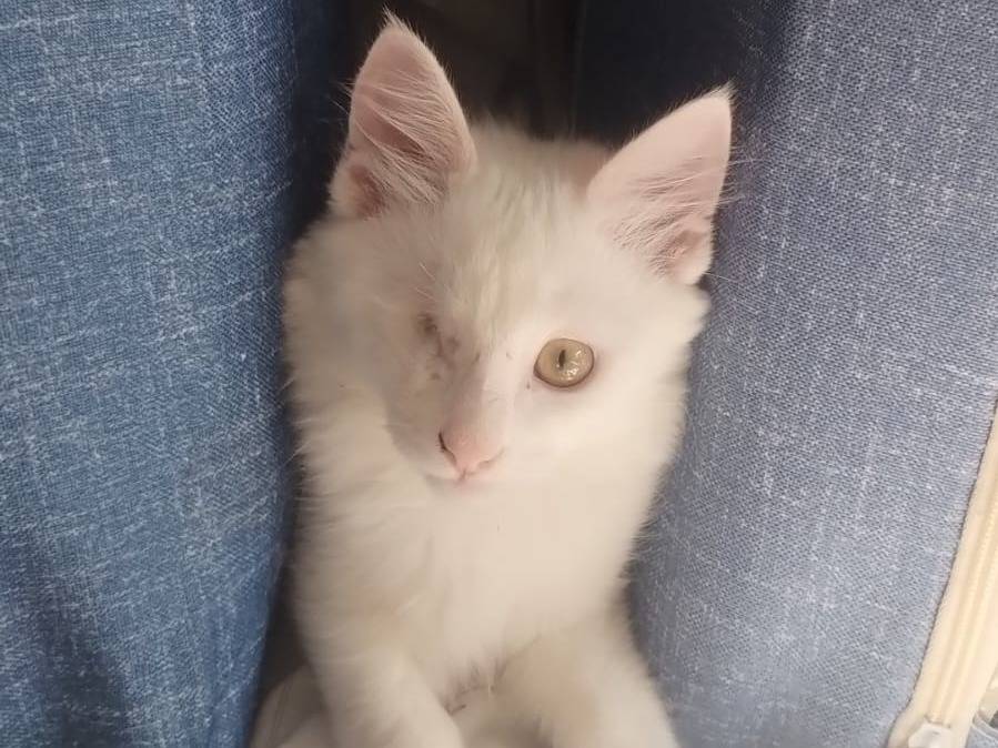 Vuoi adottare un gatto a Latina?
