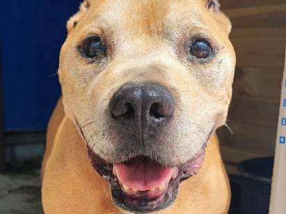Adozione cane, maschio, Razza sconosciuta Razza sconosciuta, 14 anni e 9 mesi, taglia piccola, Napoli