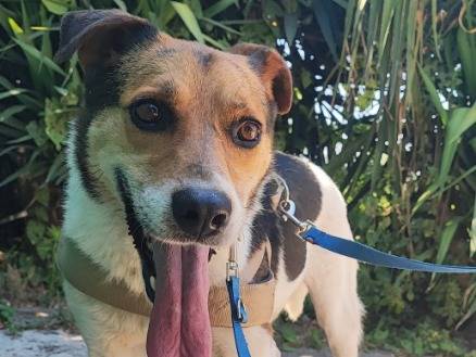 Adotta un cane, taglia piccola, femmina, Napoli