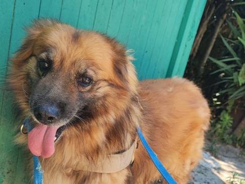 Adozione cane, maschio, Razza sconosciuta Razza sconosciuta, 6 anni e 9 mesi, taglia piccola, Napoli