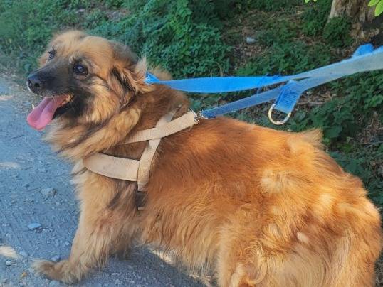 Adotta un cane, maschio, 6 anni e 9 mesi, Napoli