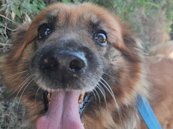 Adotta un cane, taglia piccola, maschio, Napoli