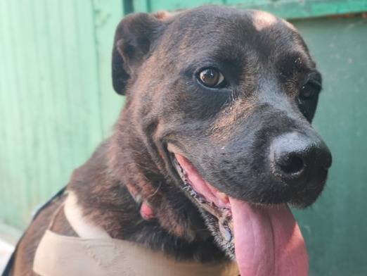 Adozione cane, femmina, Razza sconosciuta Razza sconosciuta, 5 anni e 9 mesi, taglia piccola, Napoli