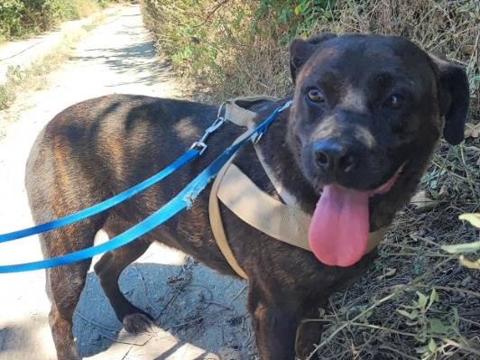 Adotta un cane, femmina, 5 anni e 9 mesi, Napoli