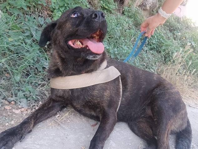 Vuoi adottare un cane a Napoli?