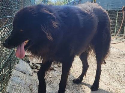 Adozione cane, maschio, Razza sconosciuta Razza sconosciuta, 6 anni e 9 mesi, taglia media contenuta, Napoli