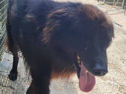 Adotta un cane, taglia media contenuta, maschio, Napoli