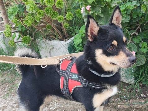 Adozione cane, maschio, Chihuahua Razza sconosciuta, 2 anni e 9 mesi, taglia piccola, Napoli