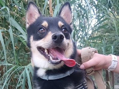 Adotta un cane, maschio, 2 anni e 9 mesi, Napoli