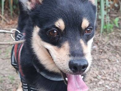 Adotta un cane, taglia piccola, maschio, Napoli