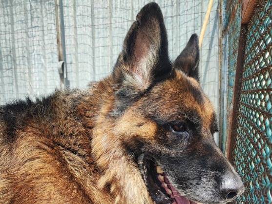 Adotta un cane, taglia media, maschio, Napoli
