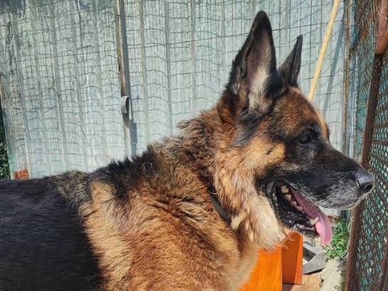 Vuoi adottare un cane a Napoli?