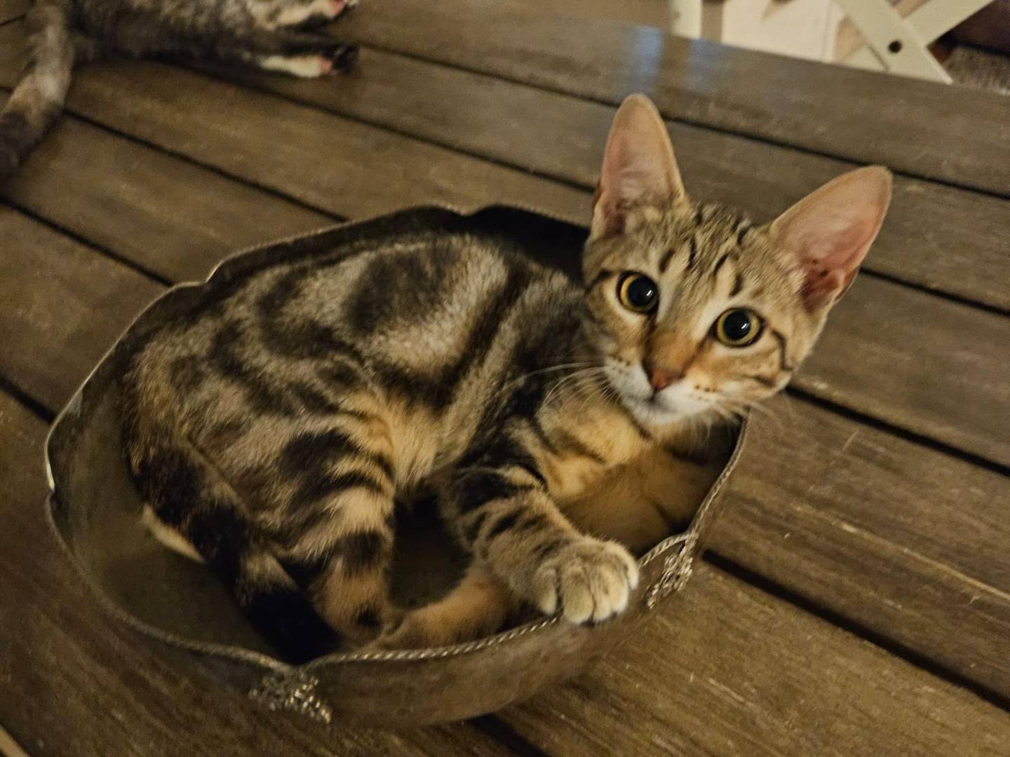 Adozione gatto, femmina, Razza sconosciuta Razza sconosciuta, 4 mesi, taglia non valida, Sassari