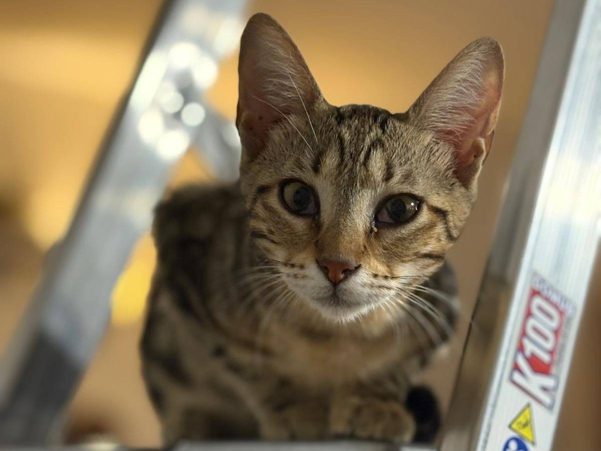 Adotta un gatto, taglia non valida, femmina, Sassari