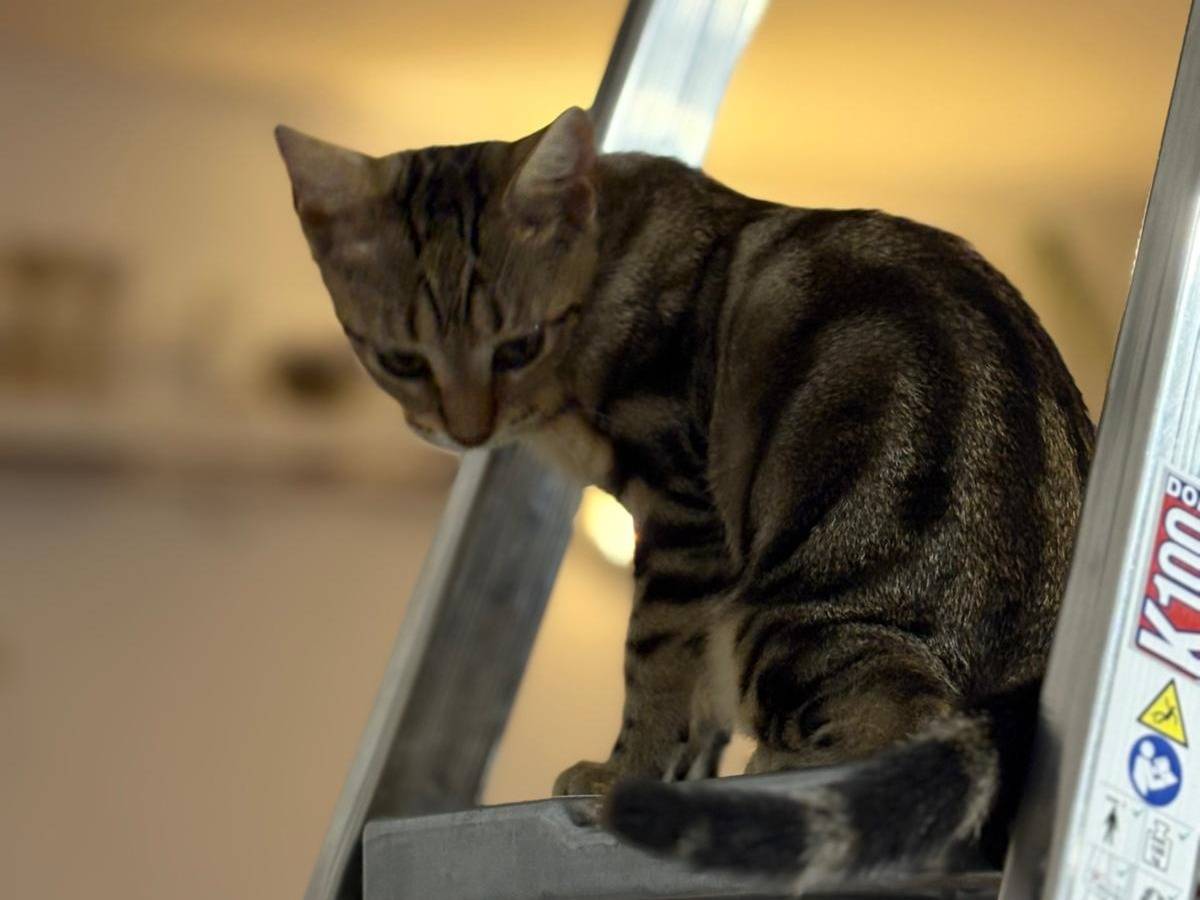 Vuoi adottare un gatto a Sassari?