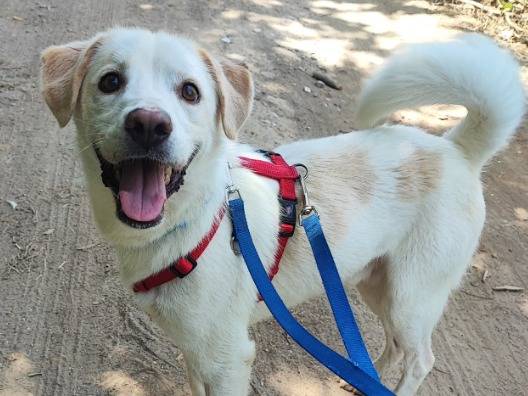 Adozione cane, maschio, Razza sconosciuta Razza sconosciuta, 4 anni e 9 mesi, taglia piccola, Napoli