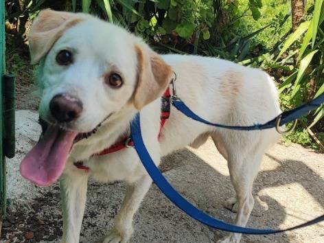 Vuoi adottare un cane a Napoli?