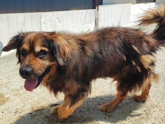 Adotta un cane, maschio, 5 anni e 9 mesi, Napoli
