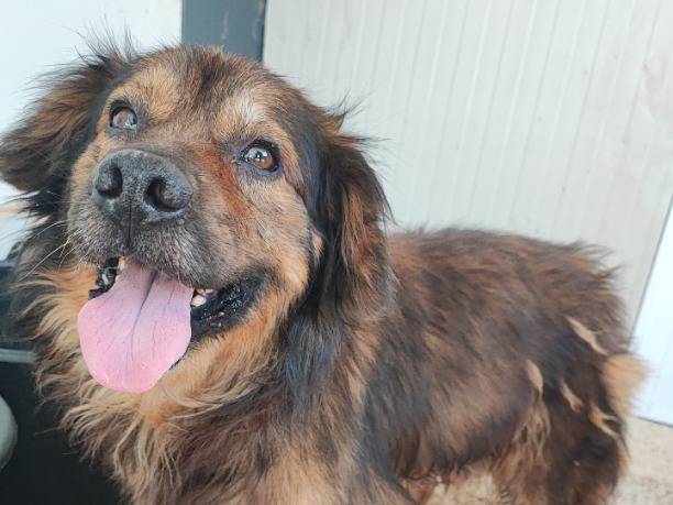 Vuoi adottare un cane a Napoli?