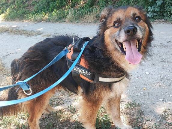 Adozione cane, maschio, Razza sconosciuta Razza sconosciuta, 8 anni e 9 mesi, taglia piccola, Napoli