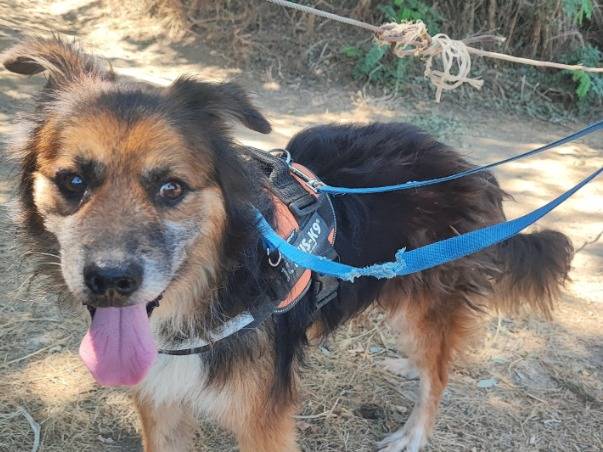 Adotta un cane, maschio, 8 anni e 9 mesi, Napoli