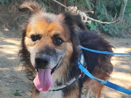 Adotta un cane, taglia piccola, maschio, Napoli