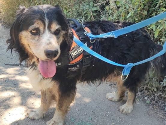 Adozione cane, maschio, Razza sconosciuta Razza sconosciuta, 7 anni e 9 mesi, taglia piccola, Napoli