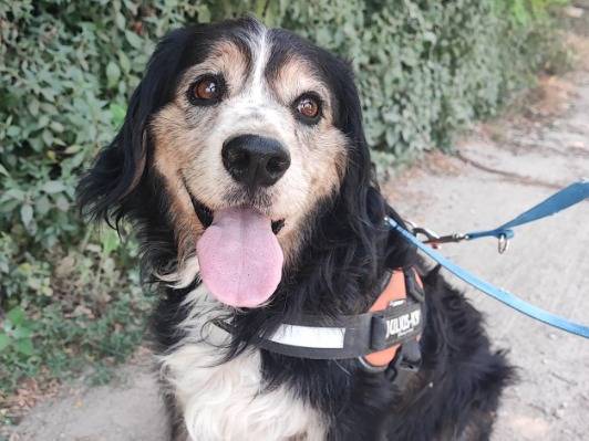 Adotta un cane, taglia piccola, maschio, Napoli