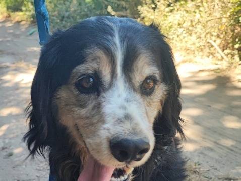 Vuoi adottare un cane a Napoli?