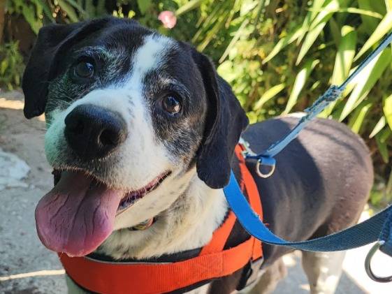 Adozione cane, maschio, Razza sconosciuta Razza sconosciuta, 5 anni e 9 mesi, taglia piccola, Napoli