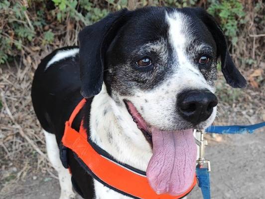Adotta un cane, maschio, 5 anni e 9 mesi, Napoli
