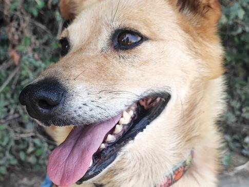 Adozione cane, femmina, Razza sconosciuta Razza sconosciuta, 6 anni e 9 mesi, taglia piccola, Napoli
