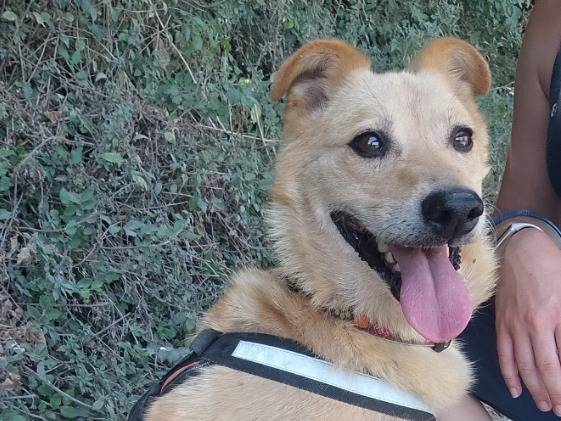 Adotta un cane, femmina, 6 anni e 9 mesi, Napoli
