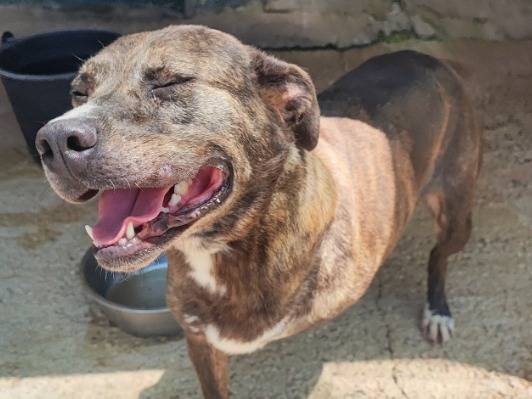Adotta un cane, femmina, 3 anni e 9 mesi, Napoli