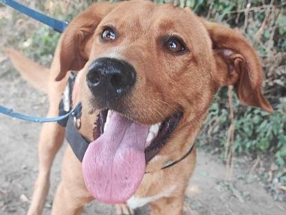 Adozione cane, maschio, Razza sconosciuta Razza sconosciuta, 9 mesi, taglia media contenuta, Napoli